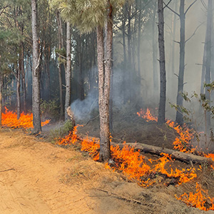 Texas A&M Forest Service raised the State Wildland Fire Preparedness Level to Level 2 this week due to increased wildfire activity, particularly in the eastern half of the state.